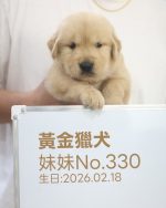 黃金獵犬(妹妹) No.330幼犬 - 台中合法狗舍 WakaPet
