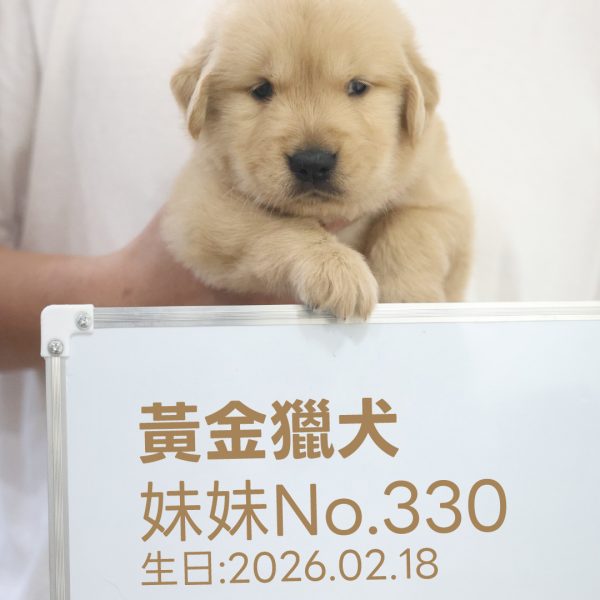 黃金獵犬(妹妹) No.330幼犬 - 台中合法狗舍 WakaPet