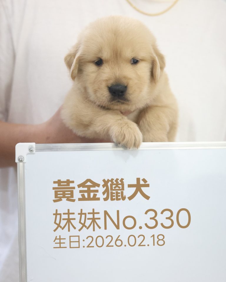 黃金獵犬(妹妹) No.330幼犬 - 台中合法狗舍 WakaPet