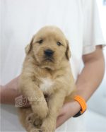 黃金獵犬(妹妹) No.331幼犬 - 台中合法狗舍 WakaPet
