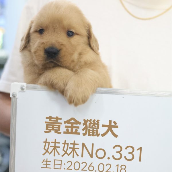 黃金獵犬(妹妹) No.331幼犬 - 台中合法狗舍 WakaPet