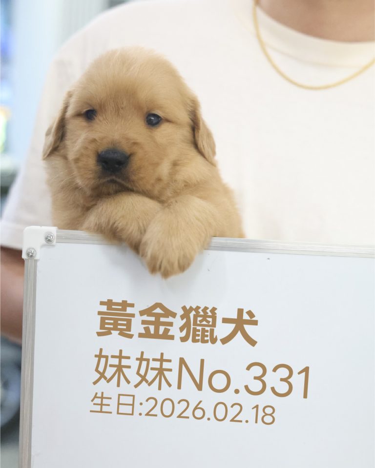 黃金獵犬(妹妹) No.331幼犬 - 台中合法狗舍 WakaPet