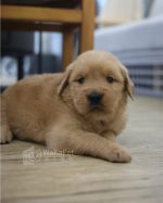 黃金獵犬(妹妹) No.331幼犬 - 台中合法狗舍 WakaPet