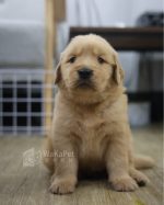 黃金獵犬(弟弟) No.332幼犬 - 台中合法狗舍 WakaPet