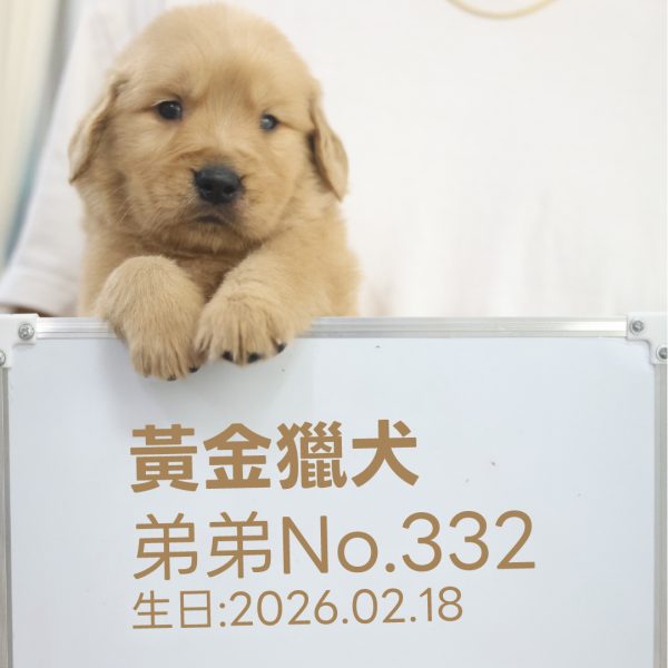 黃金獵犬(弟弟) No.332幼犬 - 台中合法狗舍 WakaPet