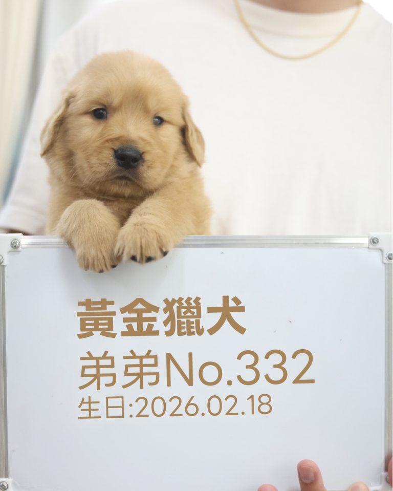 黃金獵犬(弟弟) No.332幼犬 - 台中合法狗舍 WakaPet