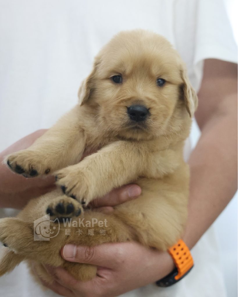 黃金獵犬(弟弟) No.332幼犬 - 台中合法狗舍 WakaPet