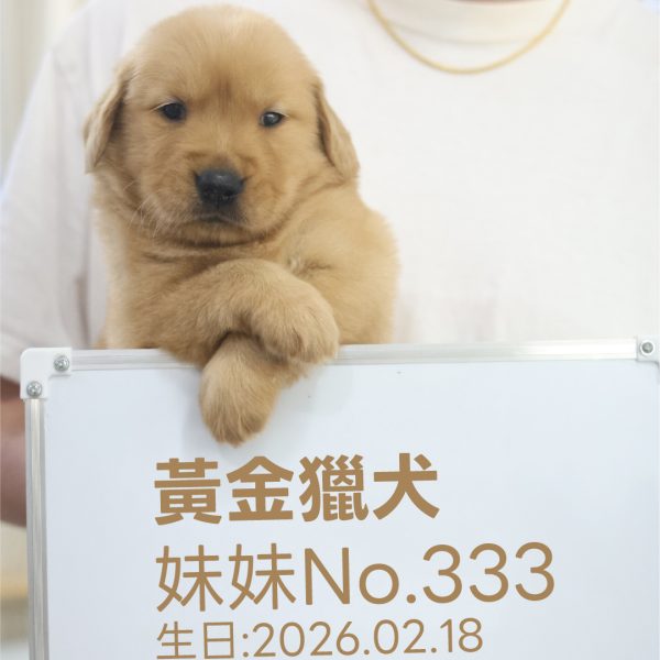黃金獵犬(妹妹) No.333幼犬 - 台中合法狗舍 WakaPet