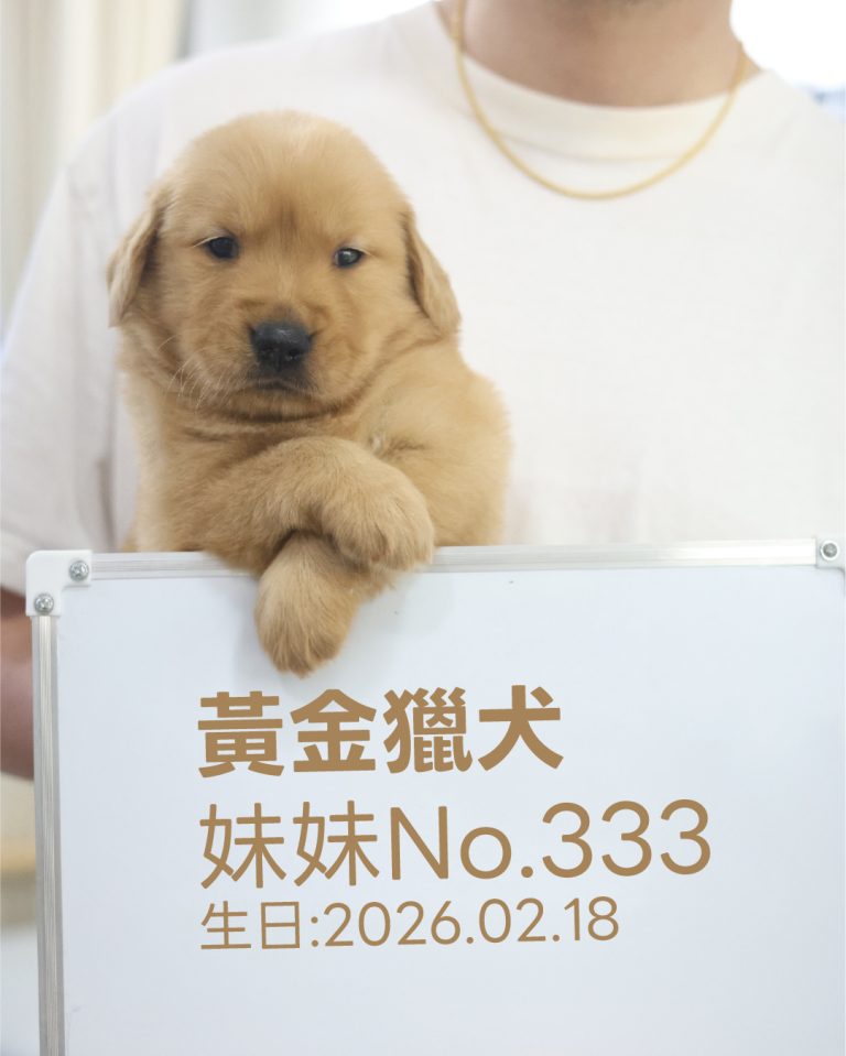 黃金獵犬(妹妹) No.333幼犬 - 台中合法狗舍 WakaPet