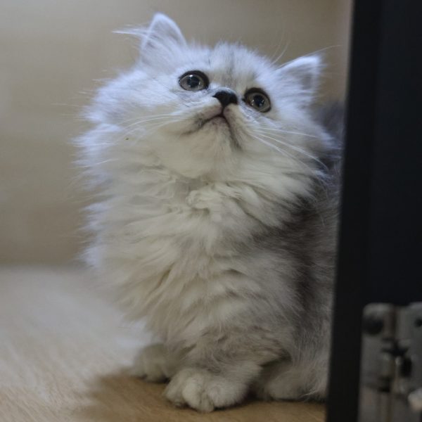 銀白小步舞曲(弟弟) No.310 - 台中合法貓舍 WakaPet