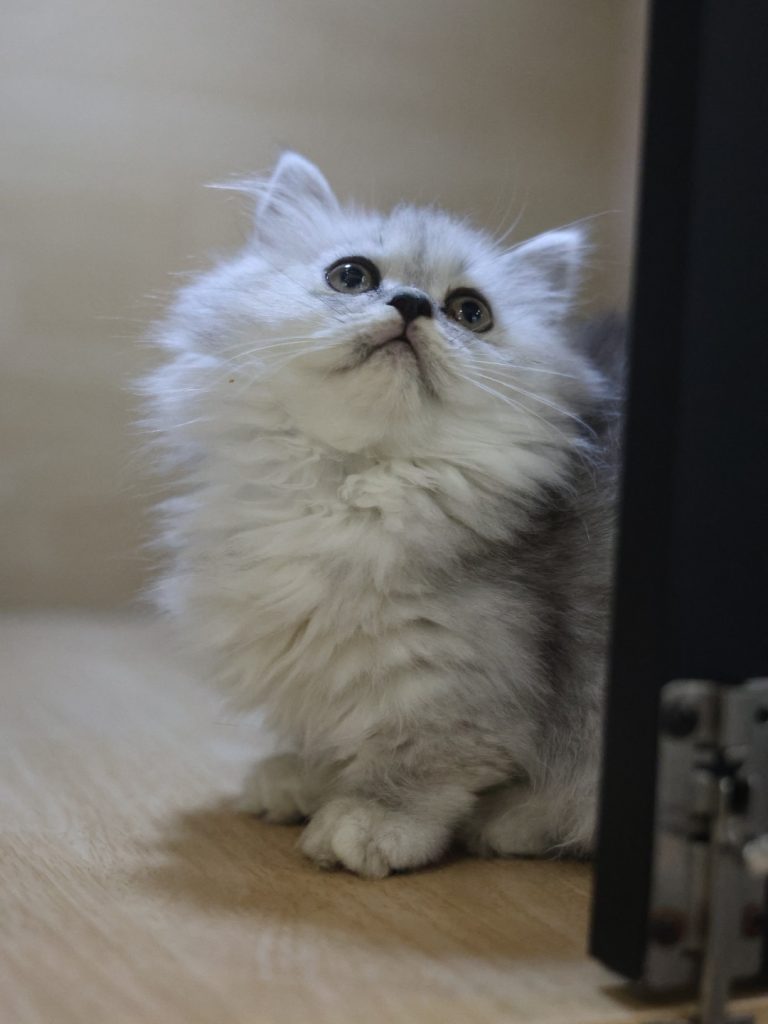 銀白小步舞曲(弟弟) No.310 - 台中合法貓舍 WakaPet