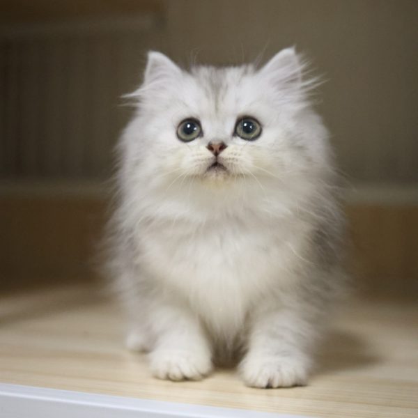 銀白英國長毛貓(妹妹) No.315 - 台中合法貓舍 WakaPet