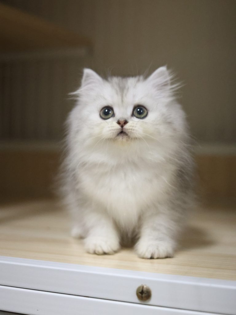 銀白英國長毛貓(妹妹) No.315 - 台中合法貓舍 WakaPet