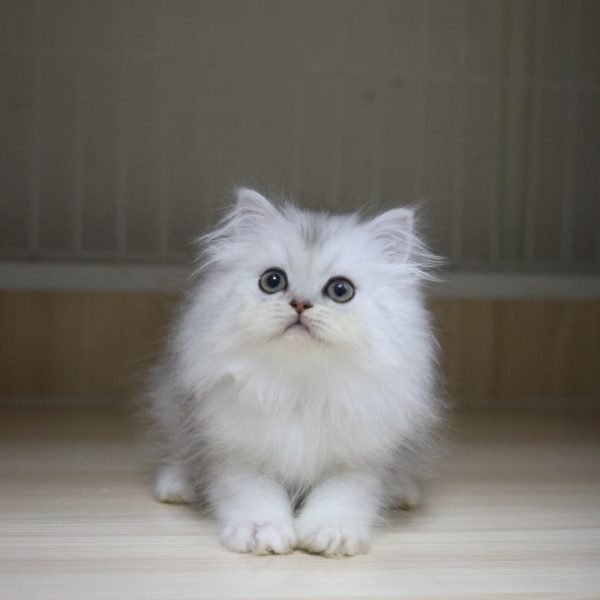 銀白英國長毛貓(弟弟) No.314 - 台中合法貓舍 WakaPet