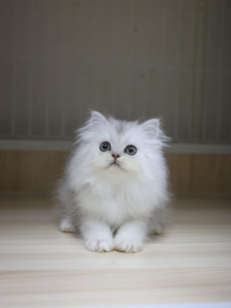 銀白英國長毛貓(弟弟) No.314 - 台中合法貓舍 WakaPet