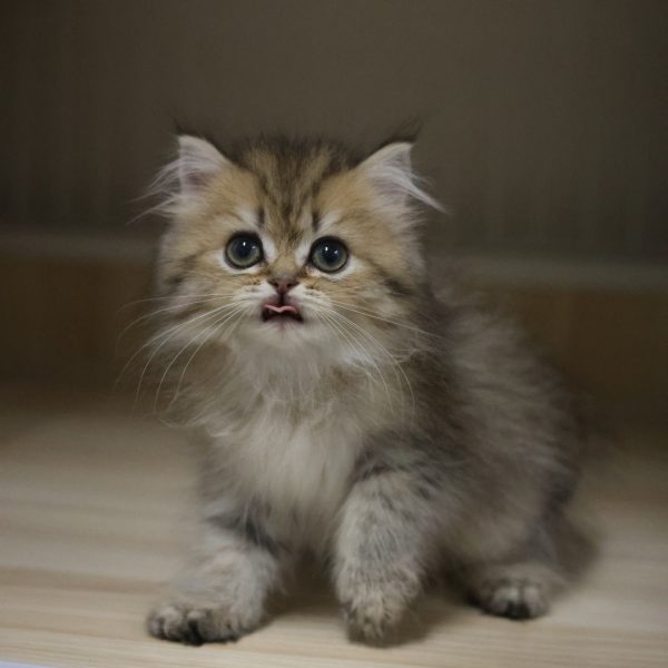 棕虎斑英國長毛貓(妹妹) No.313 - 台中合法貓舍 WakaPet