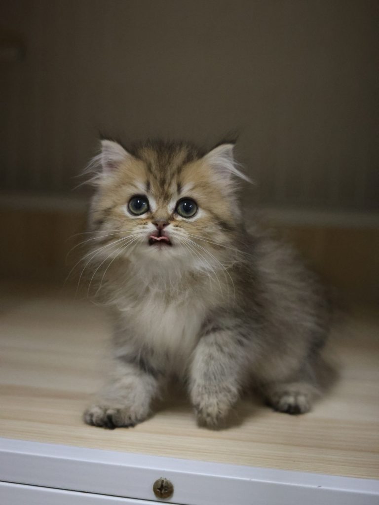 棕虎斑英國長毛貓(妹妹) No.313 - 台中合法貓舍 WakaPet