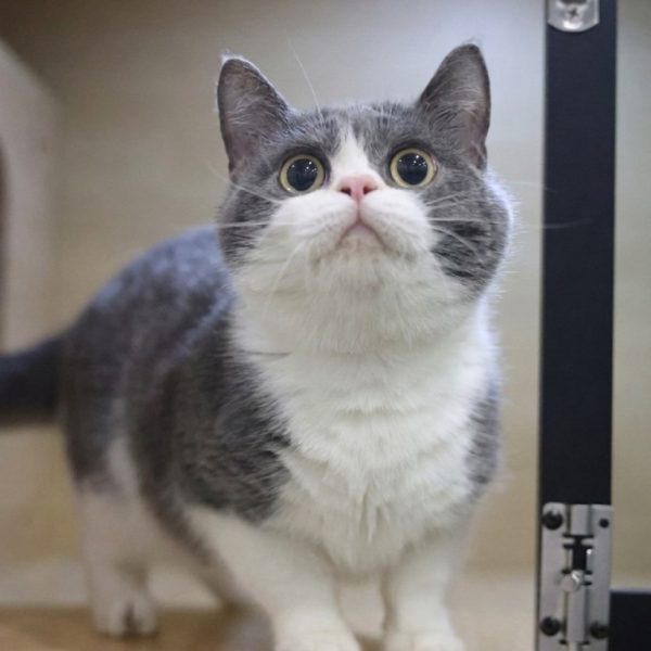 藍白賓士英國短毛貓(弟弟) No.750 - 台中合法貓舍 WakaPet