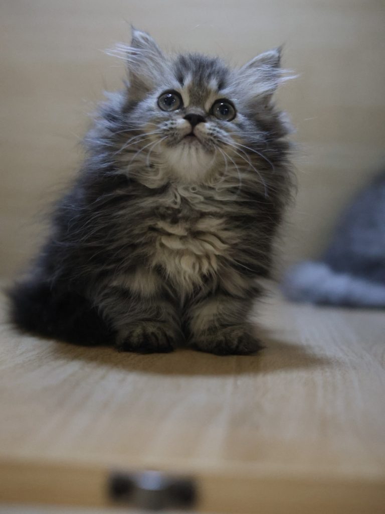 棕虎斑小步舞曲(妹妹) No.311 - 台中合法貓舍 WakaPet