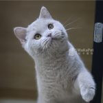 紫丁香英國短毛貓(弟弟) No.038 - 台中合法貓舍 WakaPet