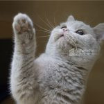 紫丁香英國短毛貓(弟弟) No.038 - 台中合法貓舍 WakaPet