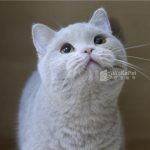 紫丁香英國短毛貓(弟弟) No.038 - 台中合法貓舍 WakaPet