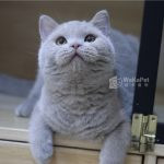 紫丁香英國短毛貓(弟弟) No.038 - 台中合法貓舍 WakaPet