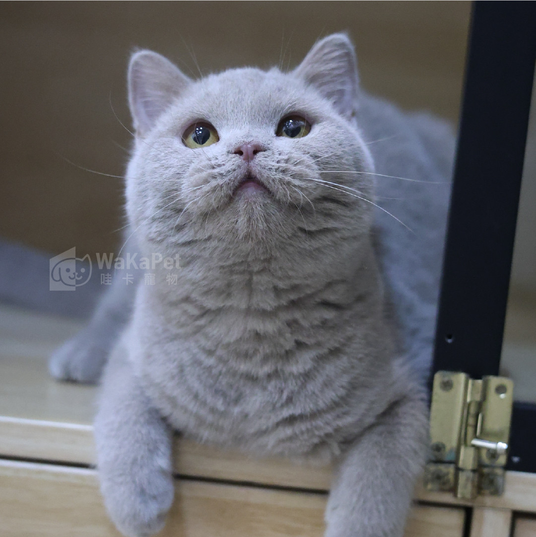 紫丁香英短 No.038|台中貓舍 WakaPet 哇卡寵物 紫丁香英國短毛貓(弟弟) No.038 - 台中合法貓舍 WakaPet