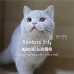 紫丁香英國短毛貓(弟弟) No.038 - 台中合法貓舍 WakaPet