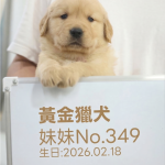 黃金獵犬(妹妹) No.349幼犬 - 台中合法狗舍 WakaPet
