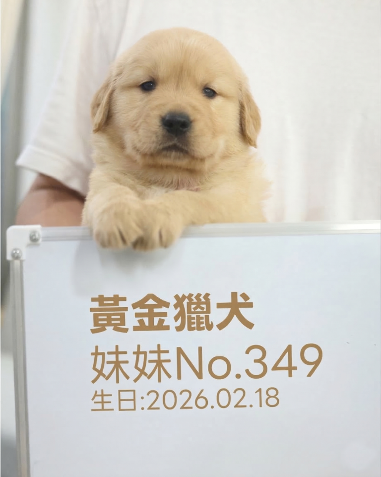 黃金獵犬(妹妹) No.349幼犬 - 台中合法狗舍 WakaPet