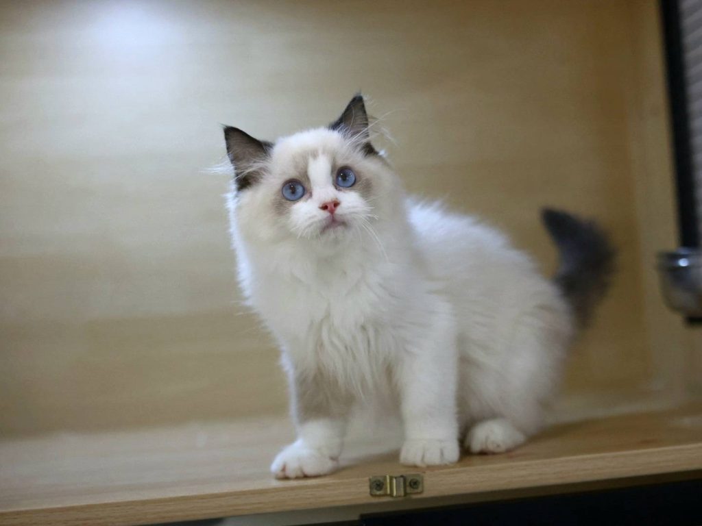 藍雙布偶貓(弟弟) No.350 - 台中合法貓舍 WakaPet