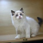 藍雙布偶貓(弟弟) No.350 - 台中合法貓舍 WakaPet