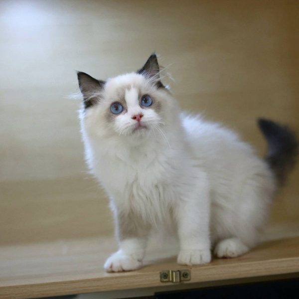 藍雙布偶貓(弟弟) No.350 - 台中合法貓舍 WakaPet