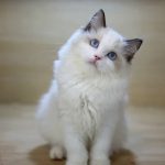 藍雙布偶貓(妹妹) No.352幼貓 - 台中合法貓舍 WakaPe