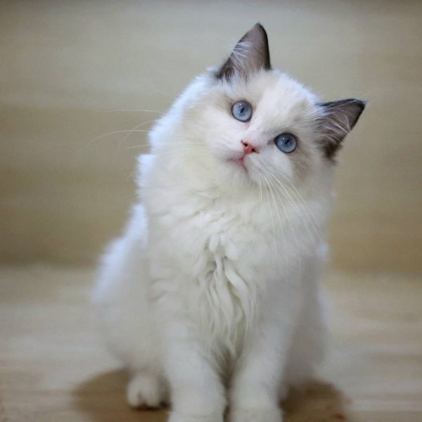 藍雙布偶貓(妹妹) No.352幼貓 - 台中合法貓舍 WakaPe