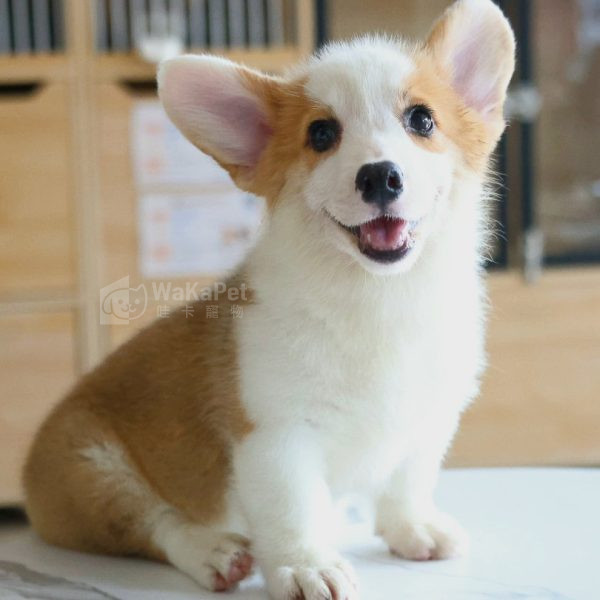 雙色柯基+妹妹NO.337 台中犬舍 幼犬 WakaPet