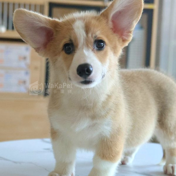 雙色柯基+妹妹NO.339 台中犬舍 幼犬 WakaPet