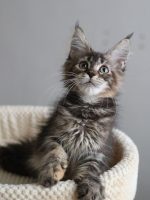 Maine Coon 緬因貓棕虎斑妹妹 No.602 台中合法貓舍
