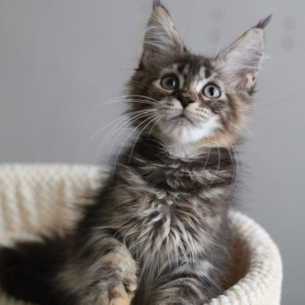 Maine Coon 緬因貓棕虎斑妹妹 No.602 台中合法貓舍